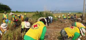 대한적십자사서귀포시지구협의회, 농촌 마늘수확 일손돕기 봉사활동 참여