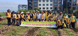 대한적십자사제주시지구협의회, 농촌 마늘수확 일손돕기 봉사활동 참여