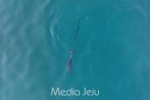 꼬리에 그물 걸려 고통받는 제주 남방큰돌고래, 구조에 나선다