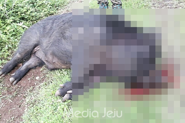 지난 7일 경찰과 제주도 유해조수단에 의해 사살된 멧돼지. [제주지방경찰청 제공]