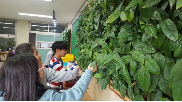 빌레나무를 이용해 서울 삼양초등학교 교실 안에 식물벽을 설치한 모습. /사진=환경부 국립생물자원관