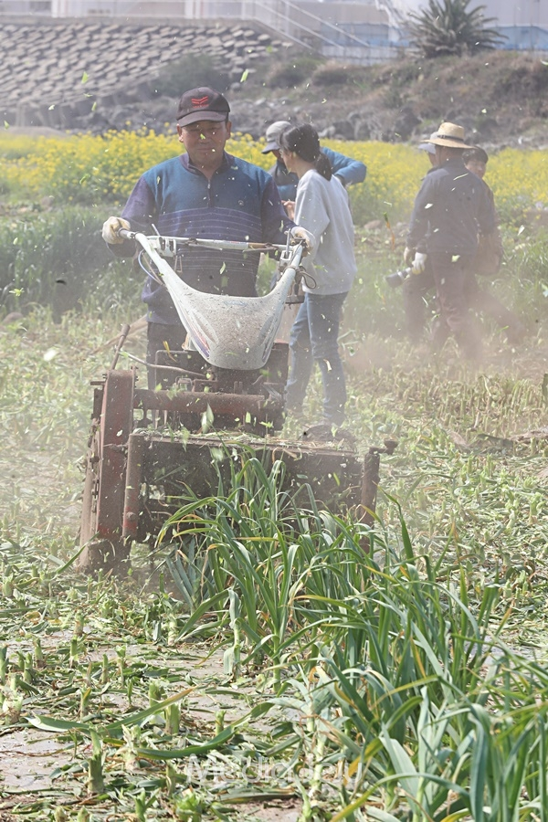 마늘 재배 농민이 18일 서귀포시 안덕면 감산리 마늘 밭에서 기계로 마늘을 폐기하고 있다. © 미디어제주