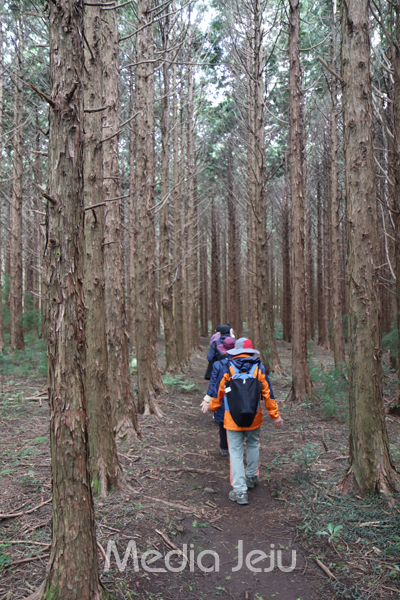 머체왓 숲을 찾은 탐방객들이 편백나무 숲길을 걷고 있는 모습. ⓒ 미디어제주