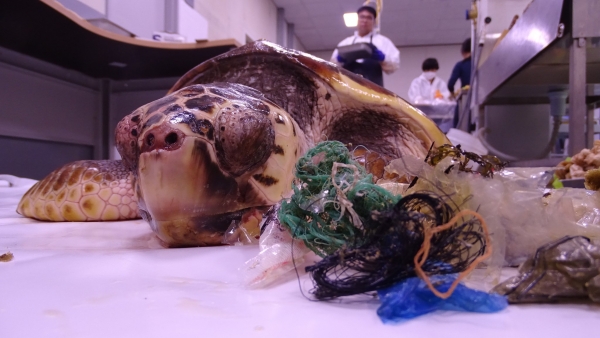 방류된 새끼 바다거북은 11일 뒤에 부산 해안에서 폐사체로 발견됐다. 새끼 뱃속에는 사탕 껍질, 삼다수 페트병 조각 등 플라스틱 쓰레기가 가득 들어있었다. /사진 출처=연합뉴스, 국립생태원