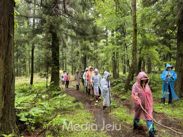 지난 28일, 4.3 당시 무장대와 애월 등 중산간 마을 주민들이 머물렀던 노로오름을 찾아 빗 속 숲길을 걷고 있는 4.3 기행팀의 모습. /사진=미디어제주