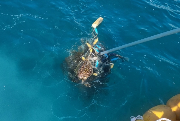 멸종위기종 매부리바다거북이 폐그물에 걸려 해경이 구조에 나섰다/사진=서귀포해양경찰서