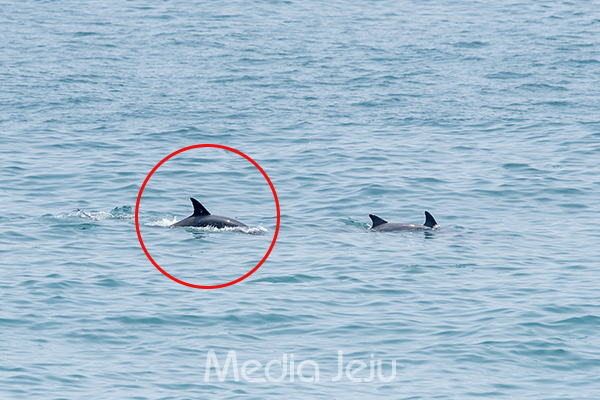 제주 서귀포시 대정읍 앞바다에서 헤엄치고 있는 남방큰돌고래. 붉은 원 속의 돌고래는 지난 2013년 7월 야생방류된 남방큰돌고래인 '춘삼이'다. /사진=미디어제주.