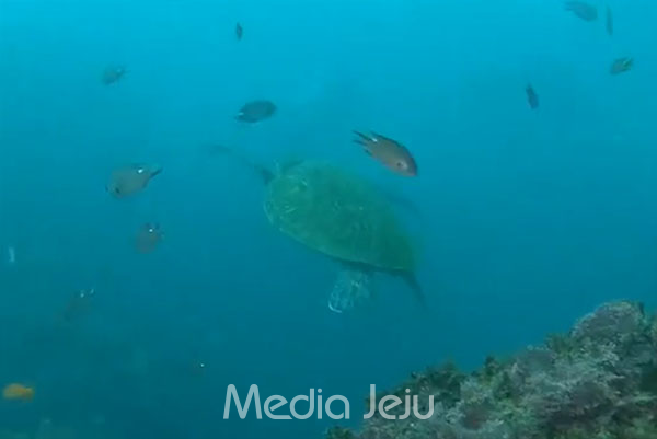 지난 10일 제주 서귀포시 섶섬 인근 바닷속을 헤엄치고 있는 푸른바다거북. /사진=스쿠버 단체 '물고기반'의 박충훈 강사.