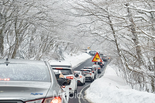 25일 오후 1100도로에 많은 차량들이 몰리면서 제주시~서귀포시 방면 도로에서 극심한 정체현상이 벌어지고 있다. /사진=미디어제주.
