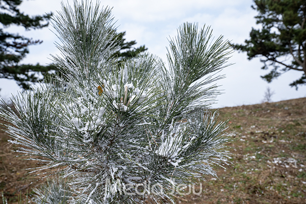 지난 5일 제주시 연동 상여오름의 한 소나무가 종이 재질의 흰색 물질로 뒤덮여 있다. 이 물질은 촬영용 소품으로 확인됐다. /사진=미디어제주.