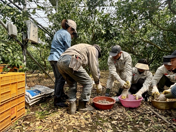 14일 오후 서귀포시 남원읍 하례리의 한 감귤 농가에서 수확이 끝난 비닐하우스에서 베트남에서 온 계절근로자들이 비료 작업을 하고 있다. /사진=미디어제주