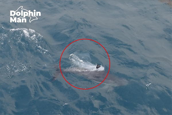 지난 3일 서귀포시 대정읍 앞바다에서 관찰된 제주 남방큰돌고래. 등지느러미에 흰색의 반투명 비닐이 걸려 있는 것이 확인된다. /사진=이정준 다큐멘터리 감독.