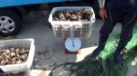 금채기 소라 포획·유통한 이들 해경에 '잡혀'