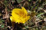 복수초· 변산바람꽃 “절물자연휴양림에 활짝”