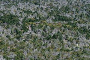 한라산 구상나무 숲 쇠퇴 원인 ‘태풍·기후변화·한계수명’