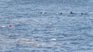 멸종위기 제주 남방큰돌고래, 쓰레기 뒤덮인 바다에서 서식 중