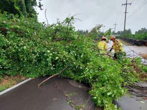 태풍 '힌남노' 북진... "나무 쓰러지고, 도로 침수" 피해 속출