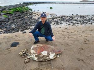 "붉은바다거북이 이호해수욕장에서 죽은채 발견된 이유는?"