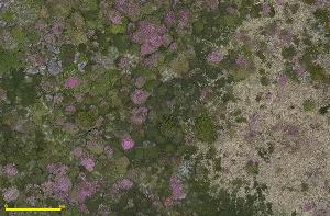 봄철 한라산 물들이는 분홍빛, 드론 영상으로 ... 식생 연구 본격화