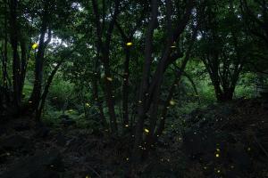 곶자왈 숲에서 포착된 반딧불이들의 유영