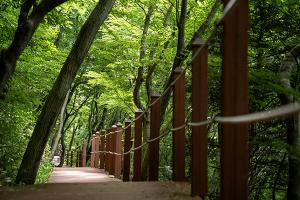 제주의 숲들, 대한민국 대표하는 명품숲으로 거듭나