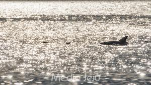억압·굴레 속에서 제주남방큰돌고래가 만드는 '희망의 서사'