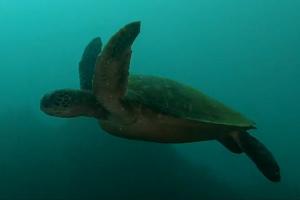 제주바다 유영하는 멸종위기 푸른바다거북, 영상에 담겨